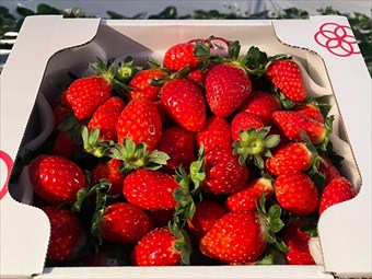 食べ放題目安800g