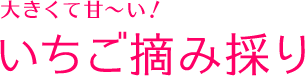 大きくて甘～い！いちご摘み採り